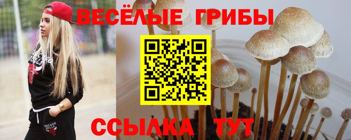 Псилоцибиновые грибы Psilocybine cubensis Хасавюрт